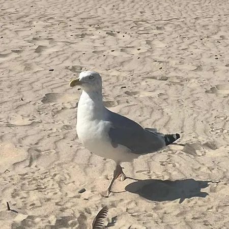 Elija, Sventoji, Nuostabus Aprtamentai, Adresu 62 Mokyklos Gatve 2, 00303, Sventoji
