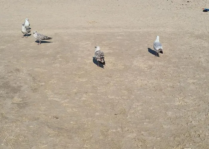 Elija, Sventoji, Nuostabus Aprtamentai, Adresu 62 Mokyklos Gatve 2, 00303, Sventoji Palanga