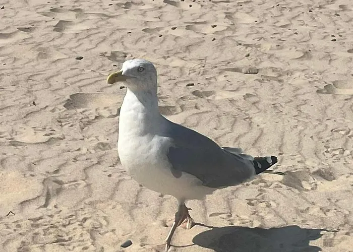 Elija, Sventoji, Nuostabus Aprtamentai, Adresu 62 Mokyklos Gatve 2, 00303, Sventoji